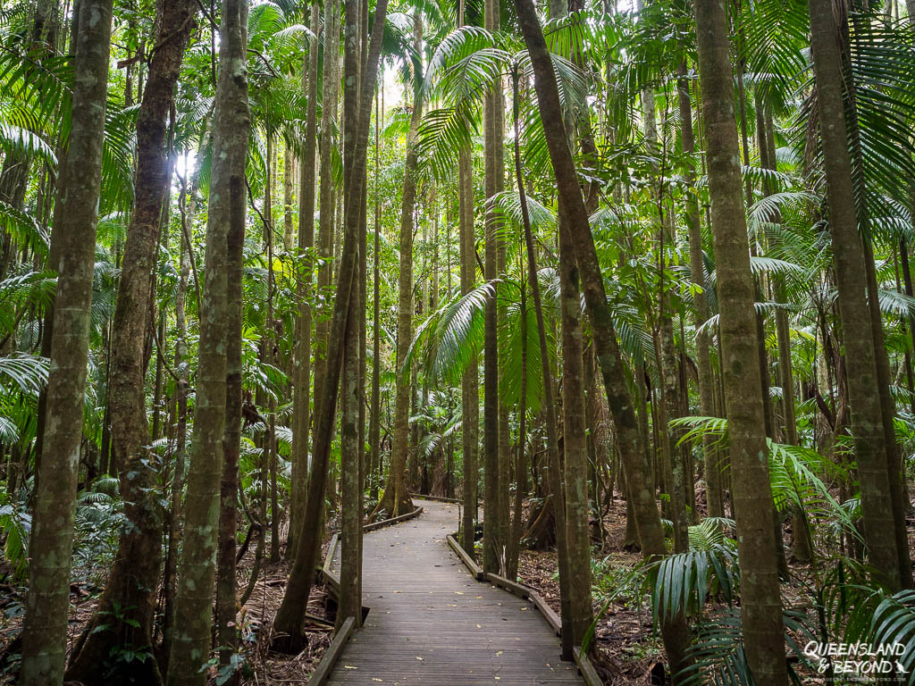 Rainforest Walk at Mary Cairncross Scenic Reserve