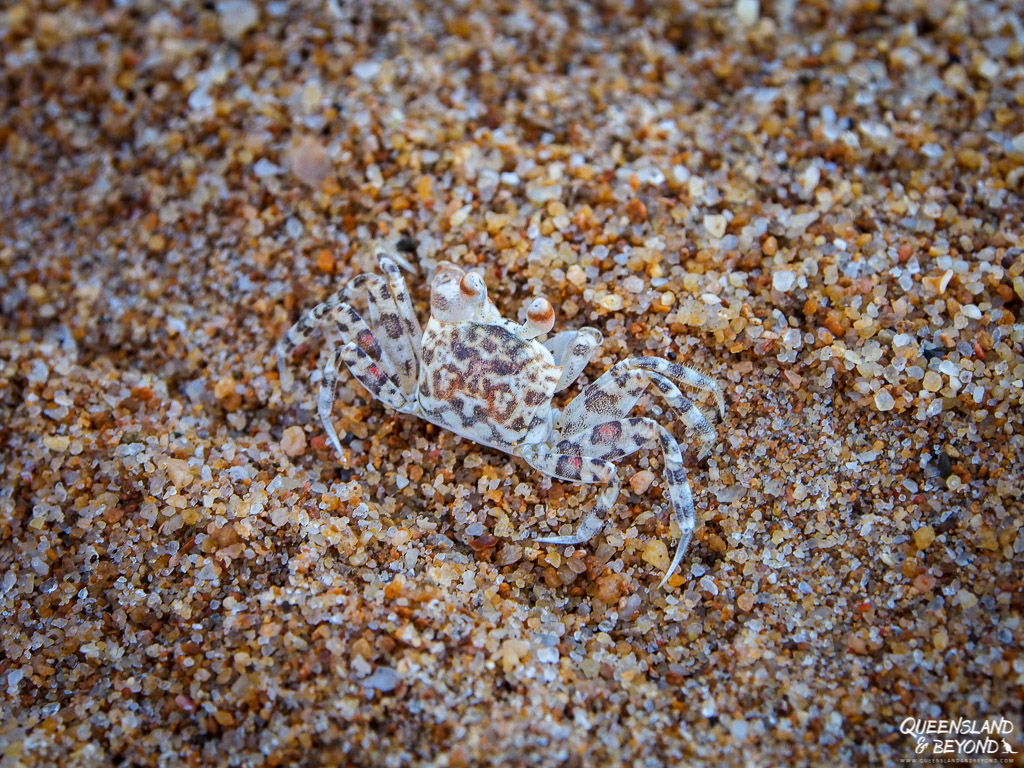Crab on the beach at Deepwater National Park