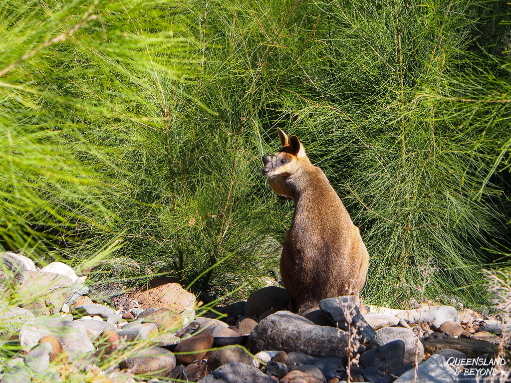 Rock wallaby, Carnarvon National Park