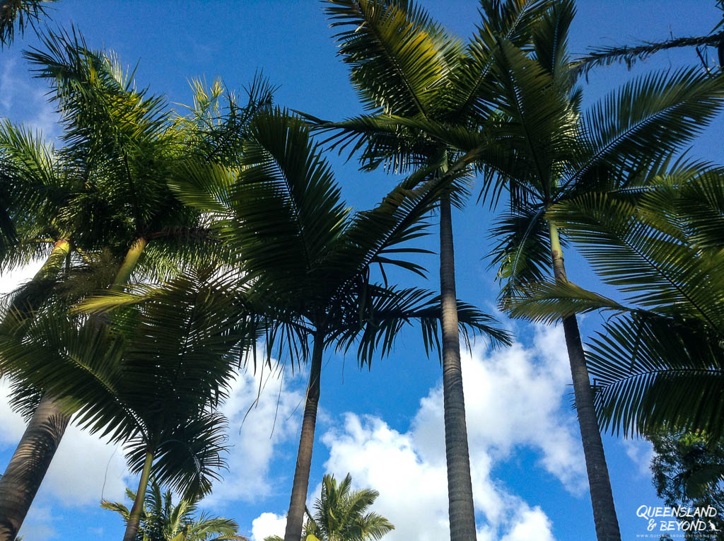 Palm trees at the Buderim Ginger Factory