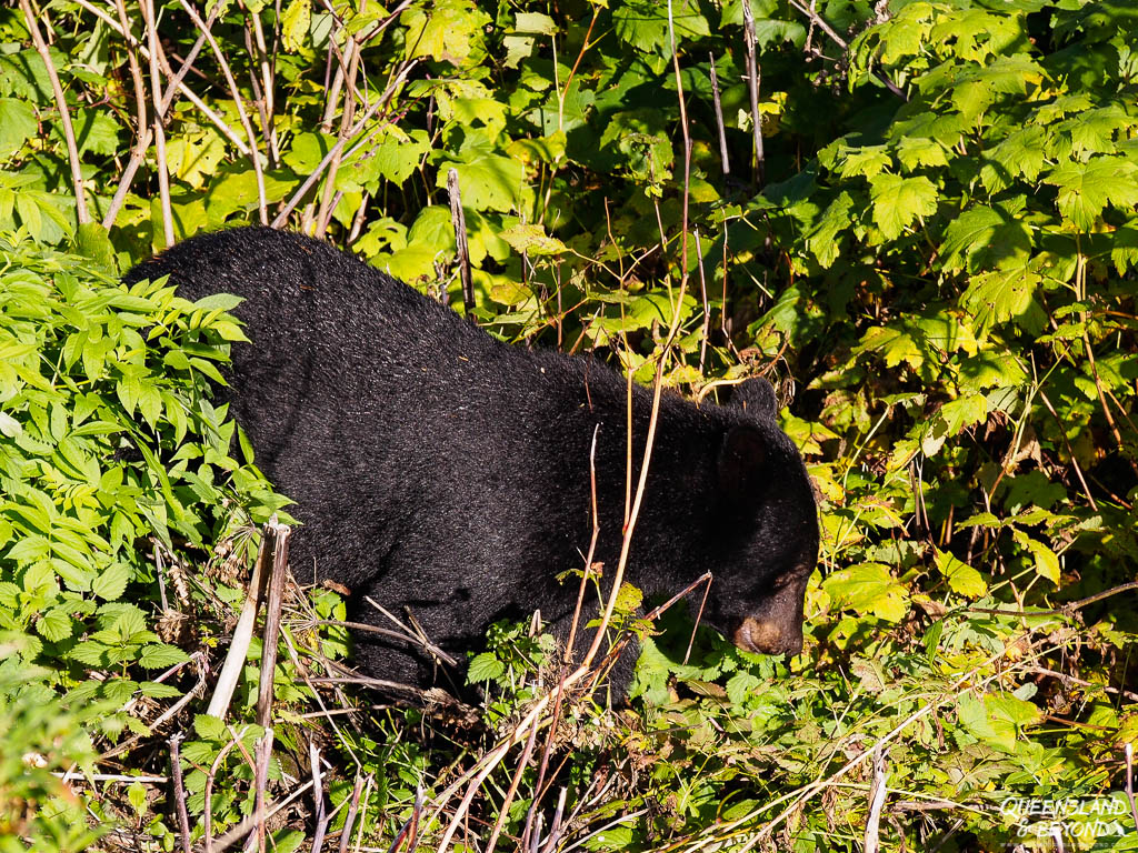 Black bear