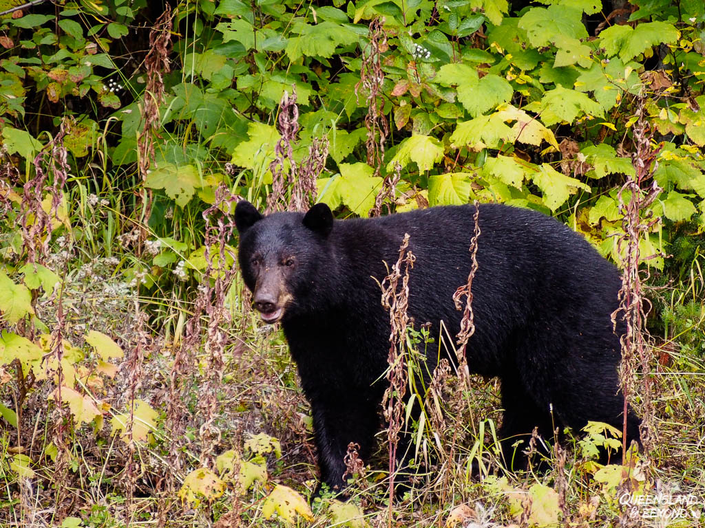 Grizzly bear