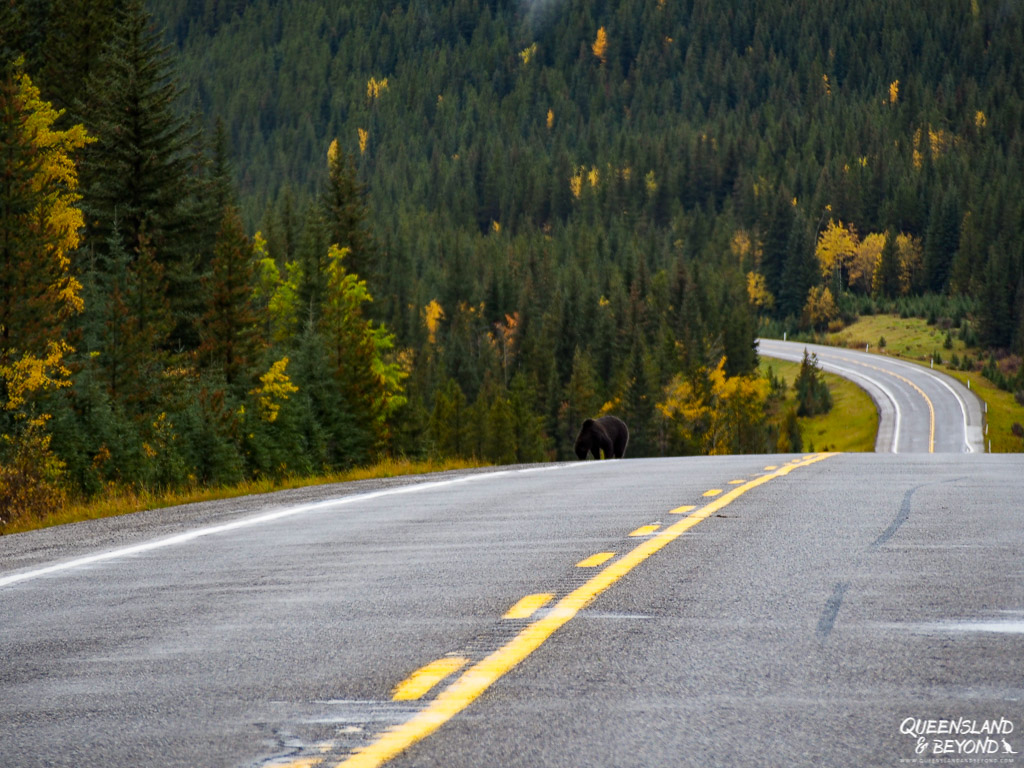 Road with a bear in Kananaskis Country