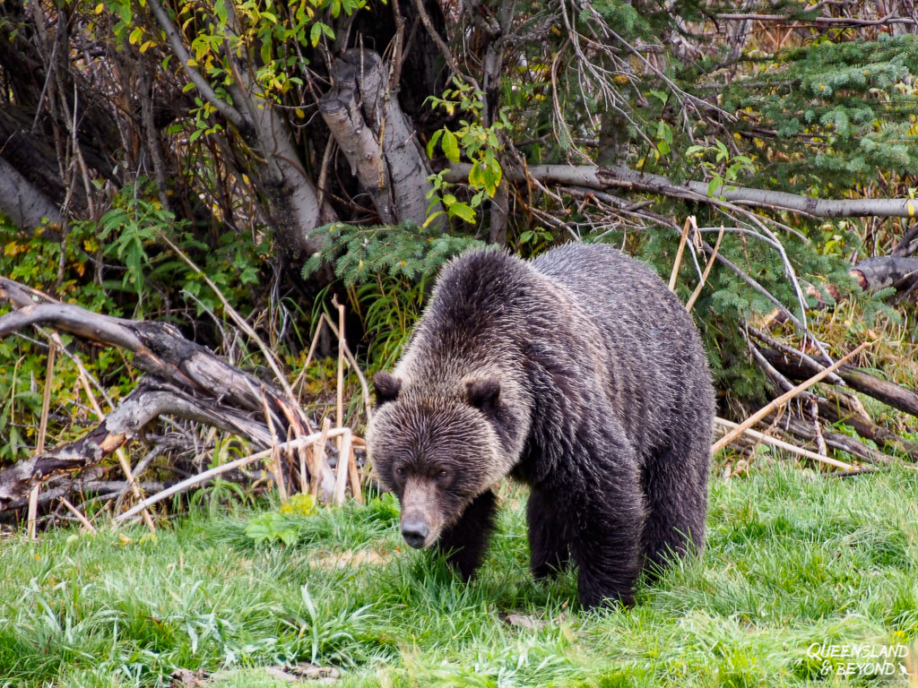 Grizzly bear, Kananaskis Country