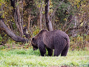 Grizzly bear, Kananaskis Country