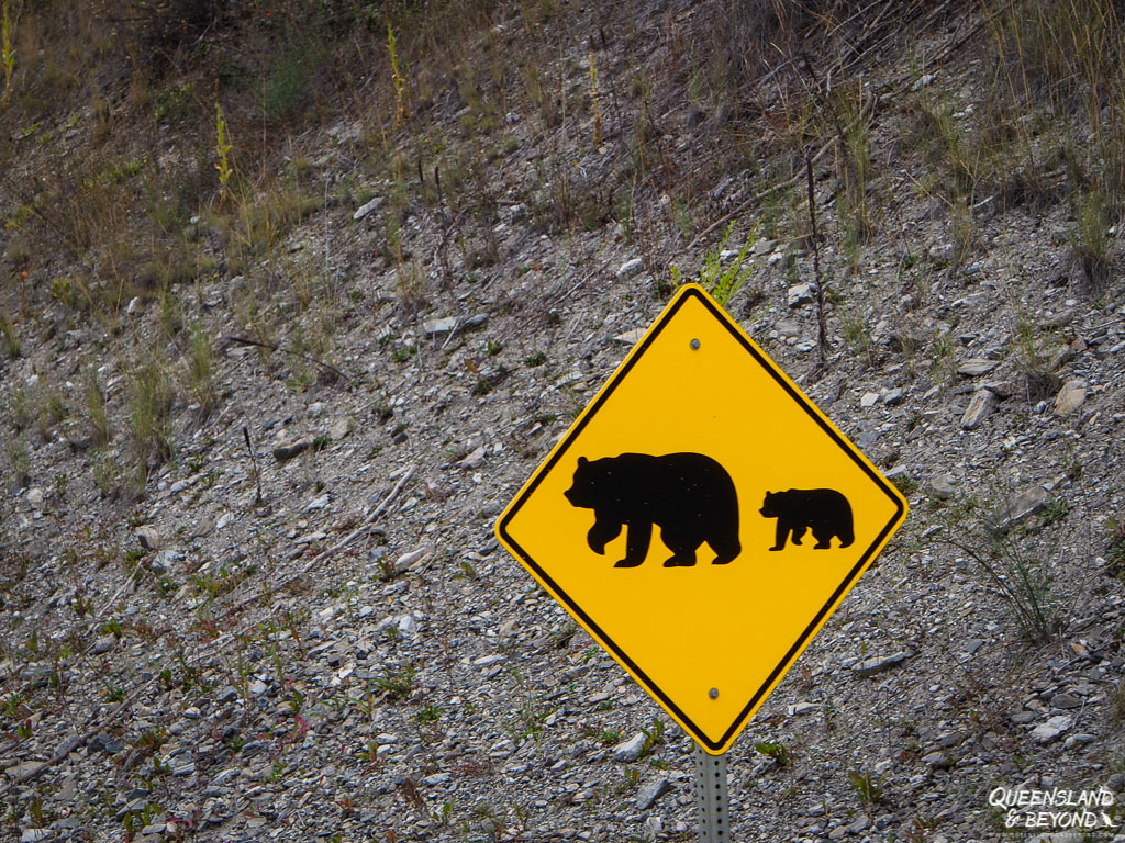 Road sign showing bears
