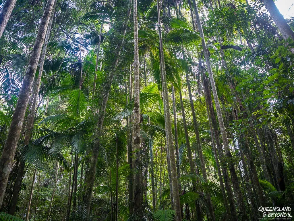 Piccabeen palms, Mapleton Falls National Park