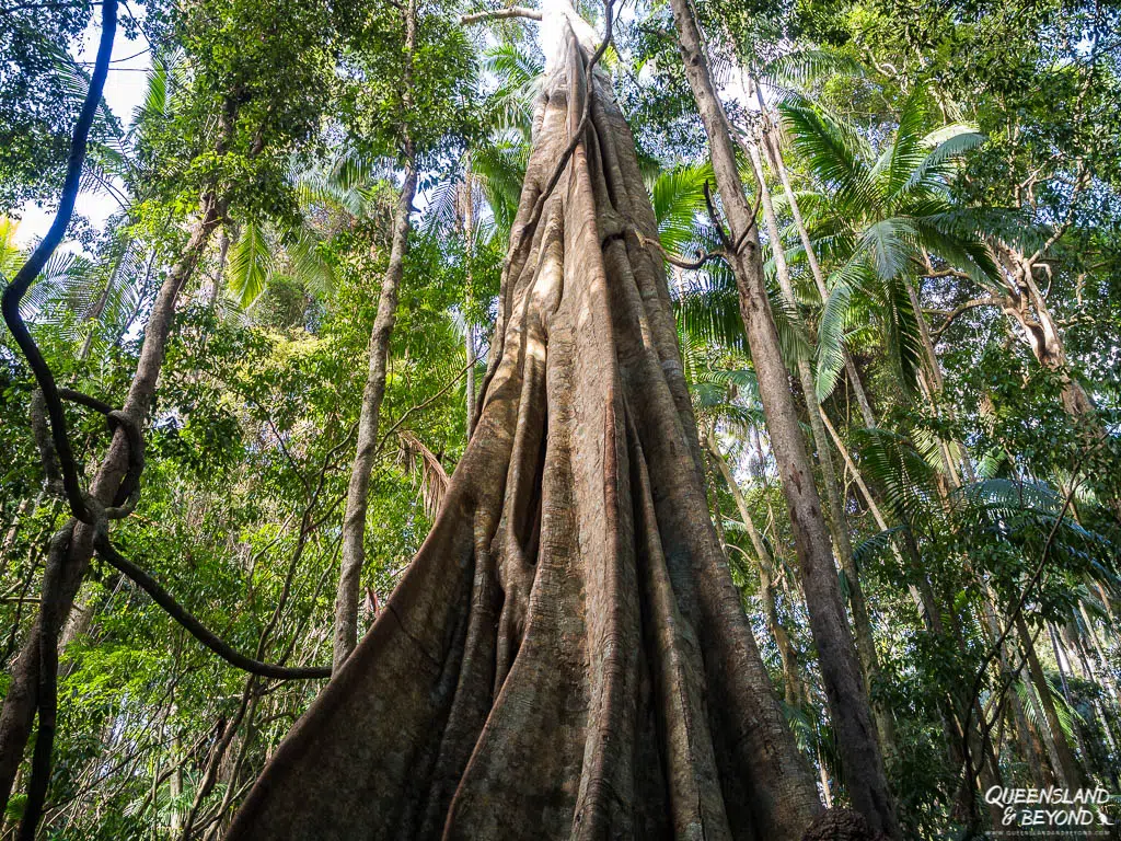 Strangler fig, Wompoo Circuit, Mapleton Falls National Park