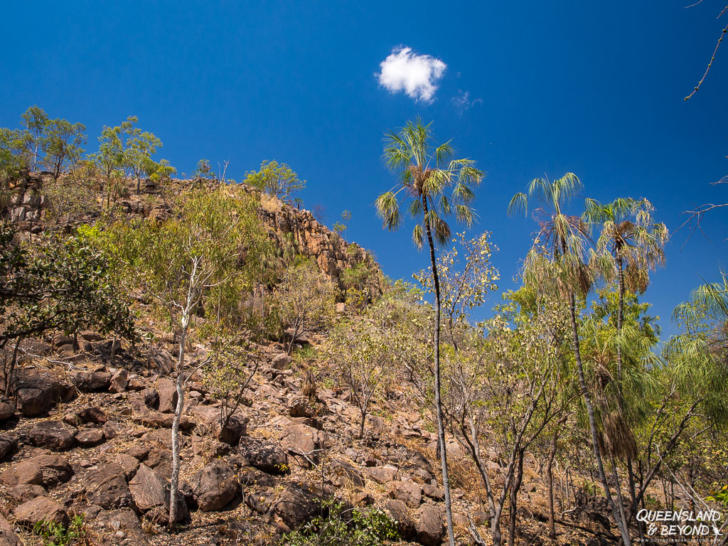 Palm trees at Nitmiluk National Park