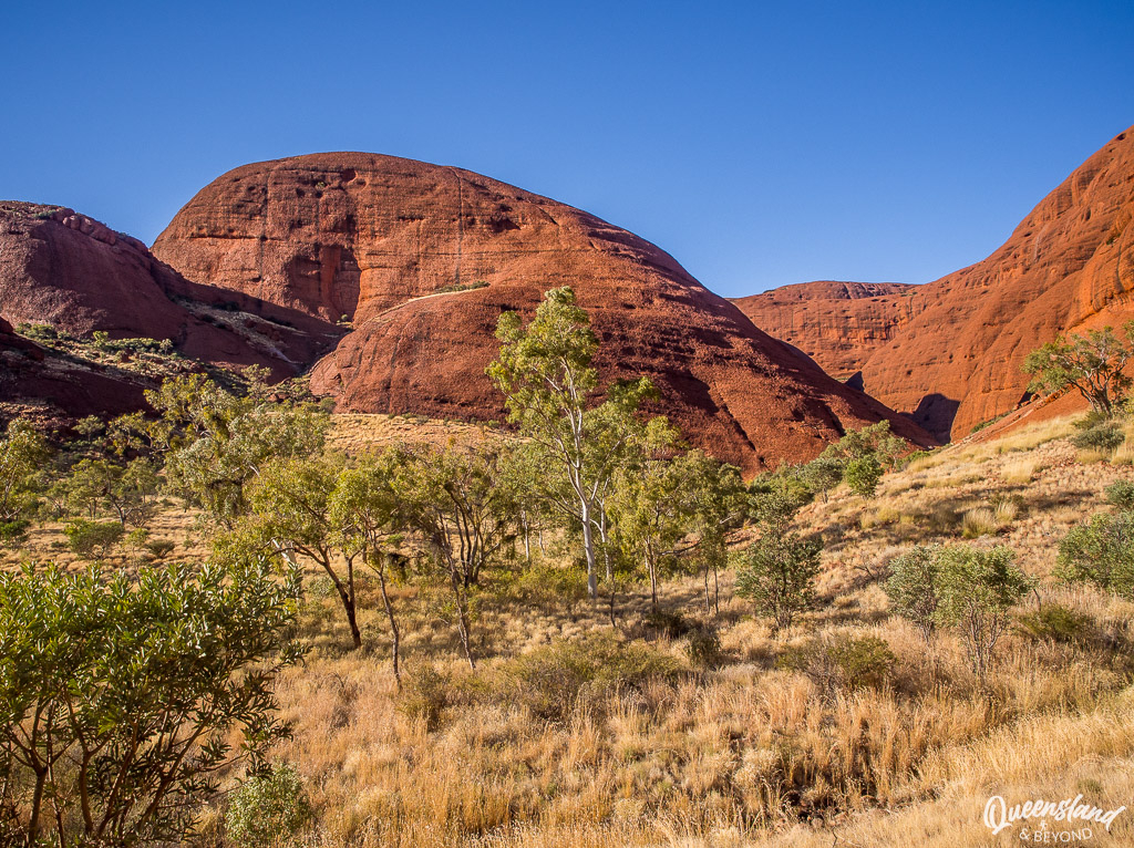 Towering red rock domes of Kata Tjuta (The Olgas) rising above desert trees and dry spinifex grass under a clear blue sky.
