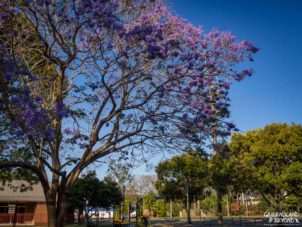 Jacaranda tree in Glass House Mountains