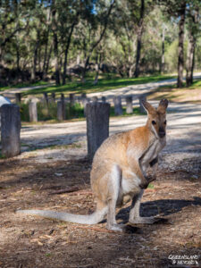 Kangaroo at the campground at Kwiambal National Park