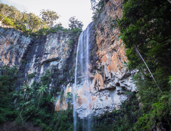 Purling Brook Falls plunging over a dramatic sheer cliff face with orange and grey rock surrounded by lush green rainforest in Springbrook National Park.