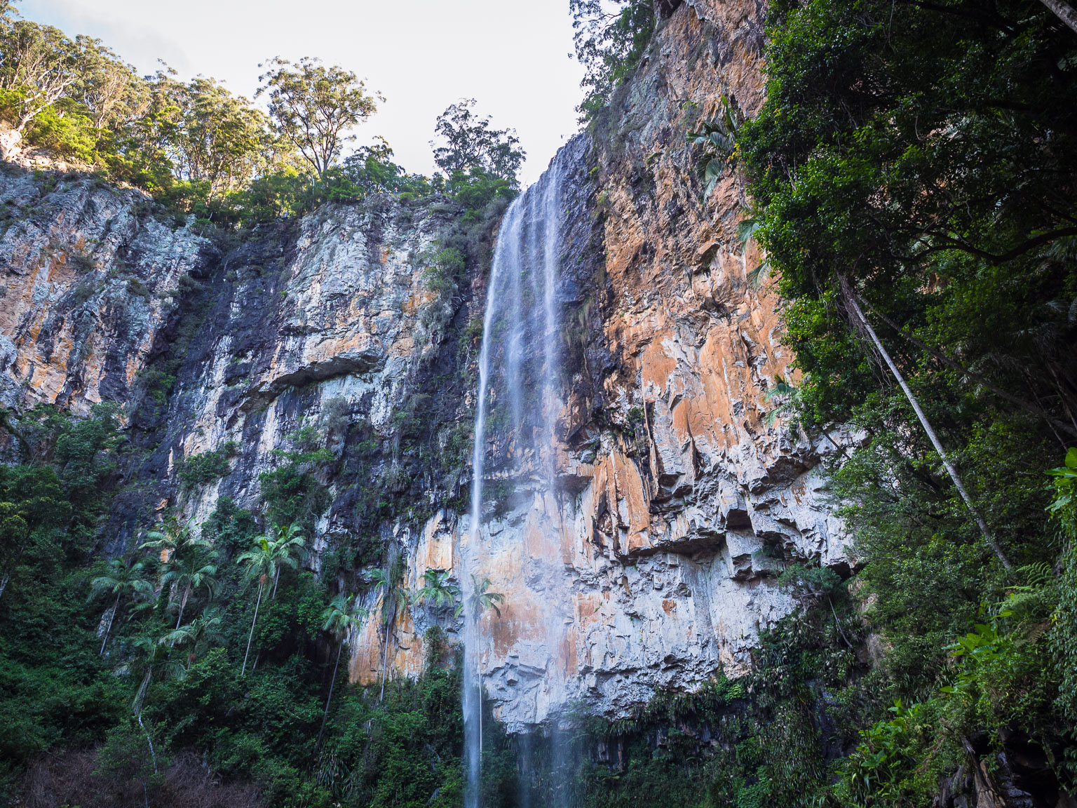 Best Walks in Springbrook National Park: A Practical Guide (2026)