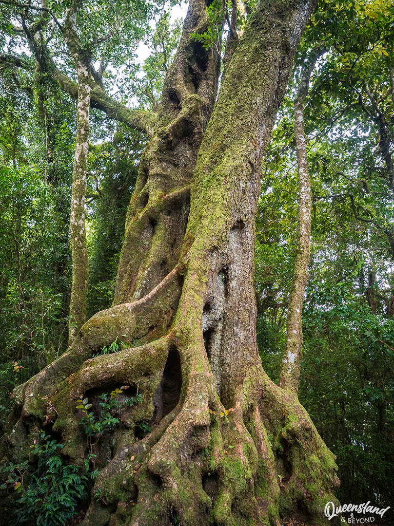 An ancient Antarctic Beech tree (Nothofagus moorei) along the walking track to Best of All Lookout. The massive, gnarled trunk is covered in thick green moss and shows the characteristic "coppicing" growth pattern, surrounded by dense subtropical rainforest.