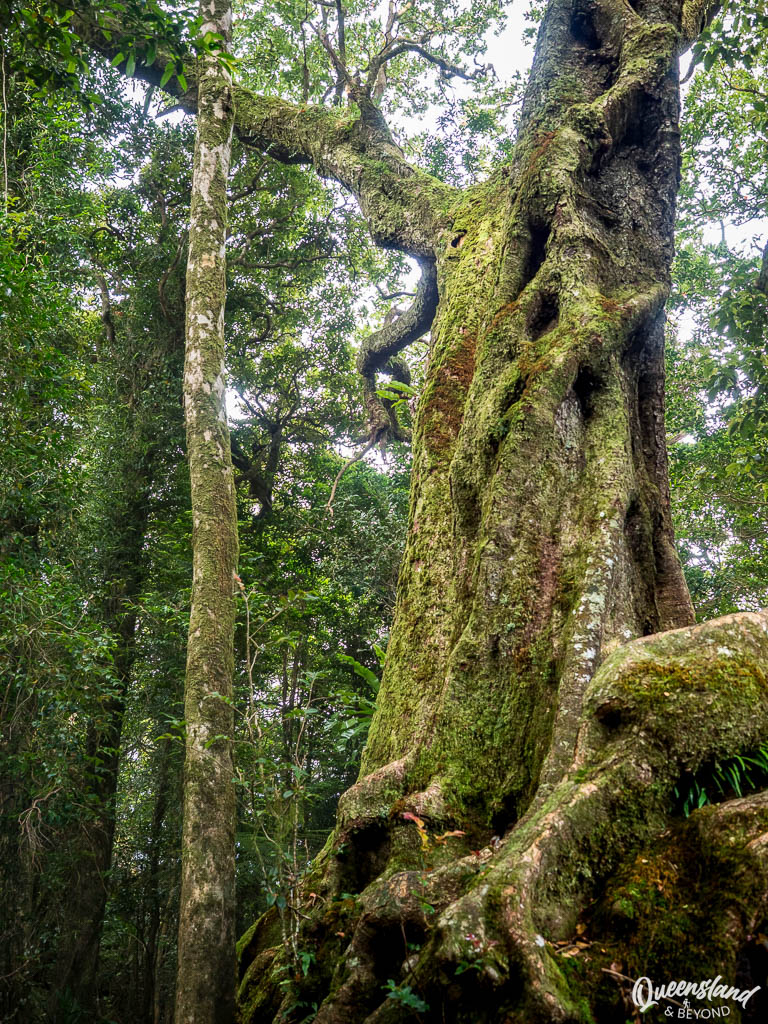 An ancient Antarctic Beech tree (Nothofagus moorei) along the walking track to Best of All Lookout. The massive, gnarled trunk is covered in thick green moss and shows the characteristic "coppicing" growth pattern, surrounded by dense subtropical rainforest.