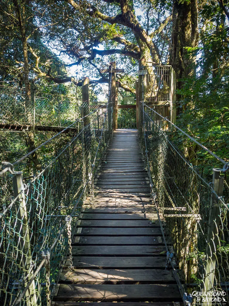 Tree Tops Walk, O'Reilly's, Lamington National Park