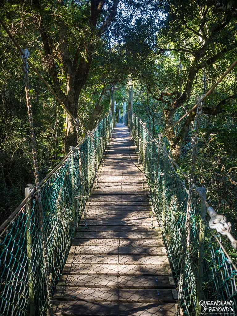 Tree Tops Walk, O'Reilly's, Lamington National Park