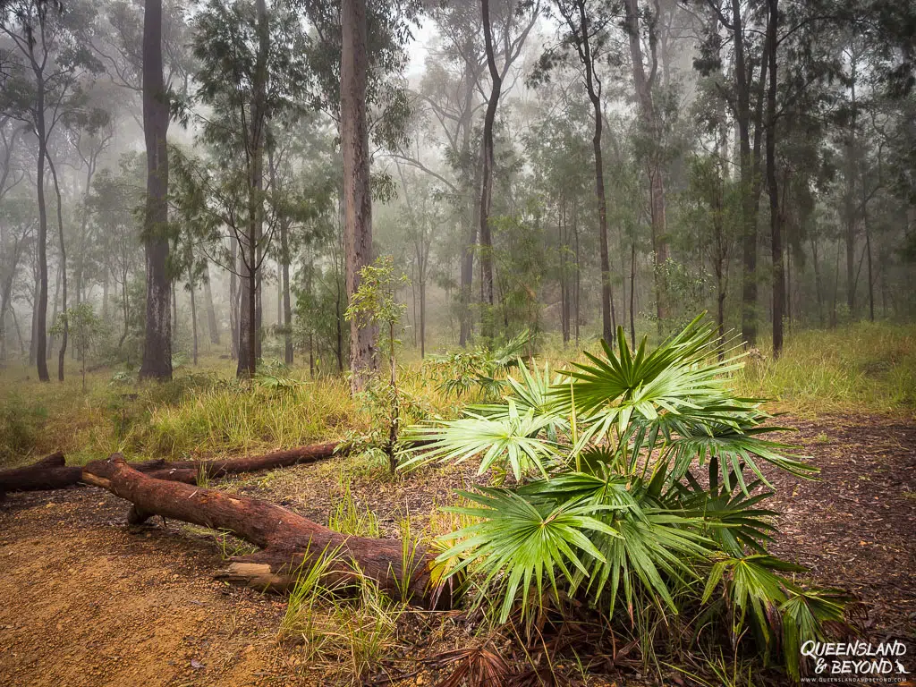 Ferns at Blackdown Tableland National Park