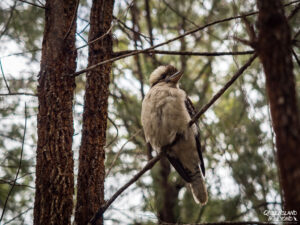 Kookaburra, Blackdown Tableland National Park