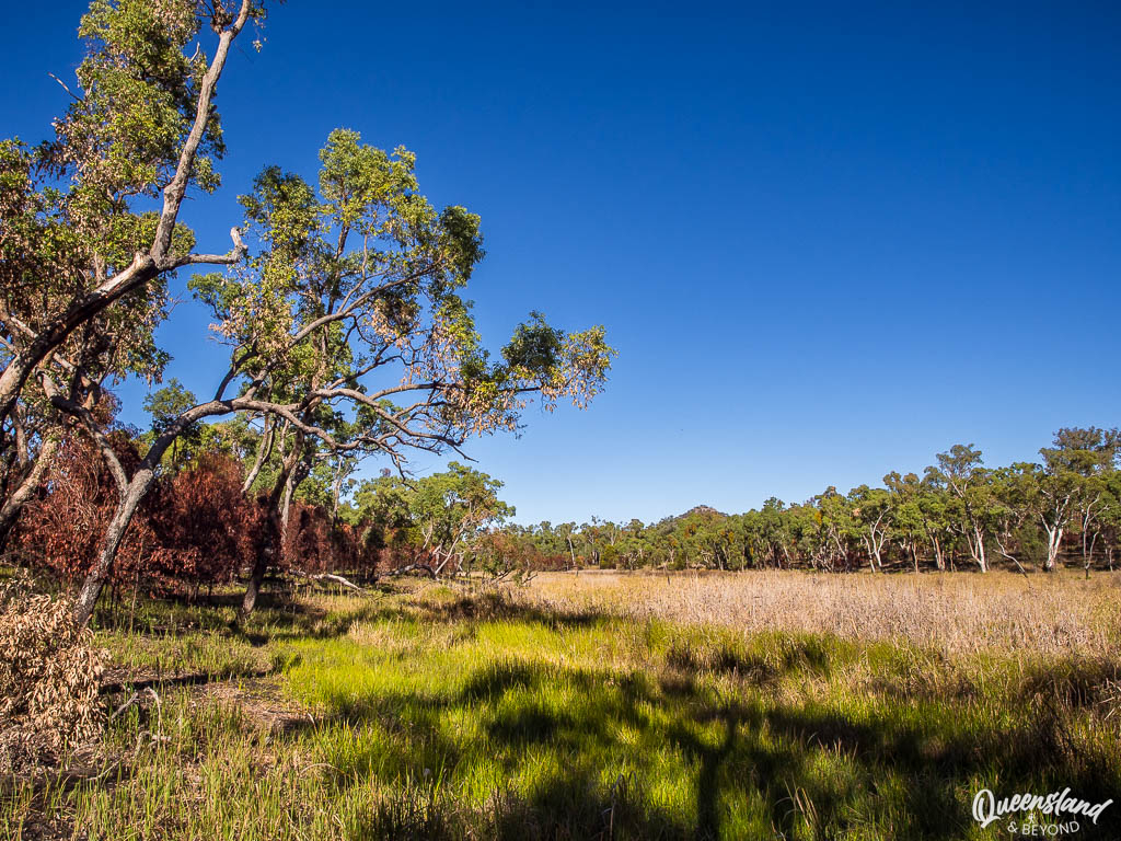 Plains fed by Mitchell Springs, Salvator Rosa, Carnarvon National Park, Central Queensland