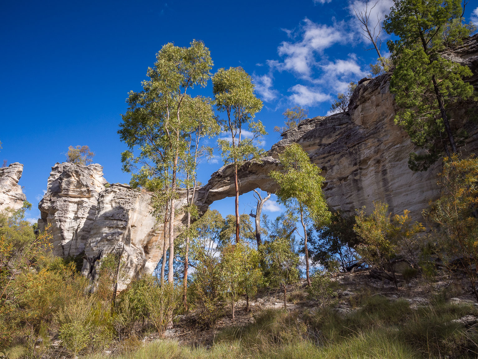 A unique natural sandstone arch formation framed by tall eucalyptus trees at Mount Moffatt, a remote section of Carnarvon National Park.