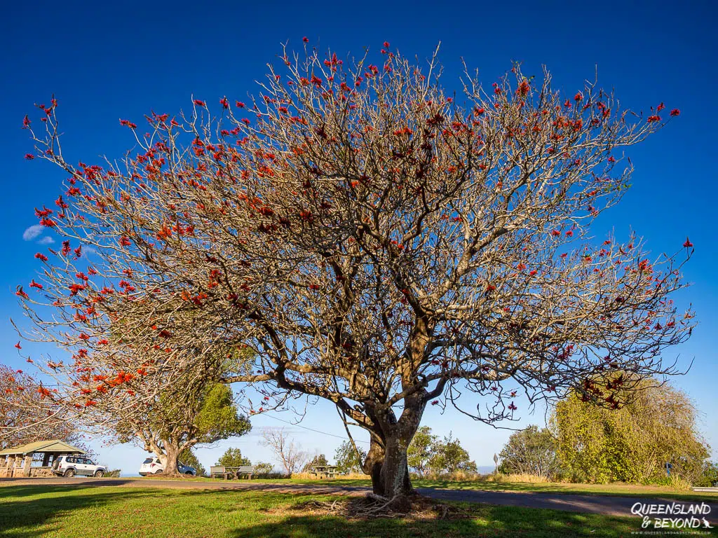 Red flower tree, Blackall Range Tourist Drive