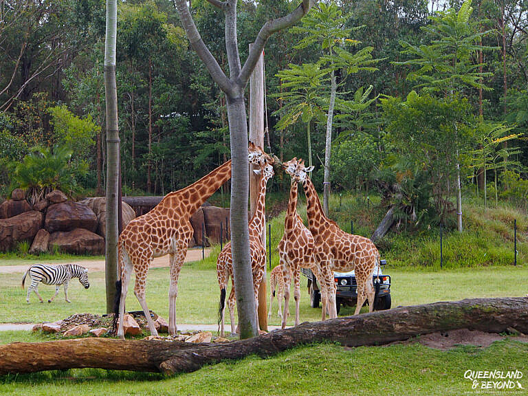 Getting Close to Kangaroos at Australia Zoo