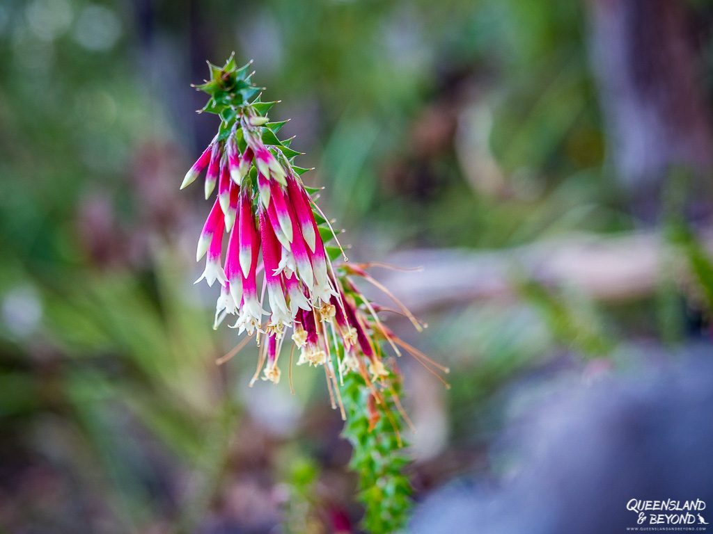 Gibraltar Range National Park