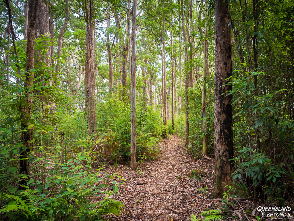 Hiking track through forest in Washpool National Park