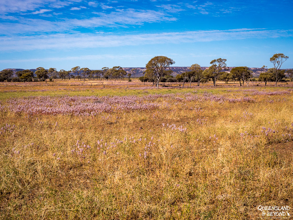 Wild flowers in the Queensland Outback