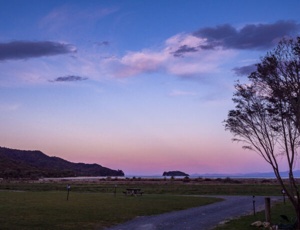 Grassy campground overlooking the ocean with a silhouette tree against a pink and purple sunset near Abel Tasman National Park