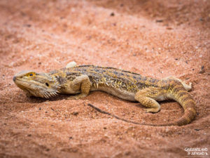 Bearded Dragon at Welford National Park