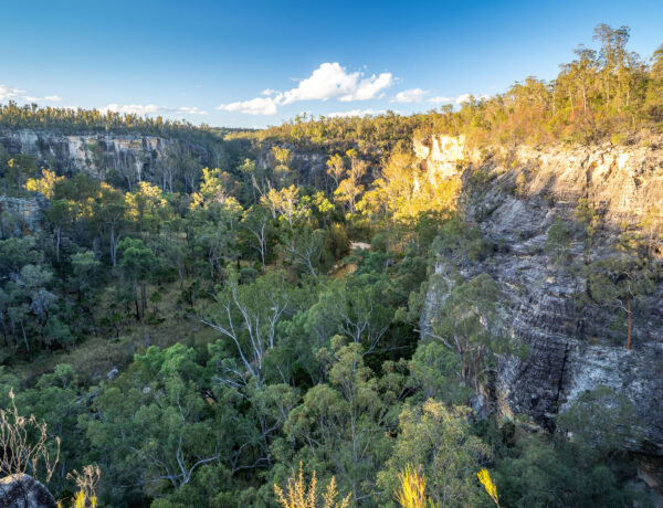 Looking down into the rugged, deep sandstone walls of Robinson Gorge surrounded by dense native forest at Expedition National Park.