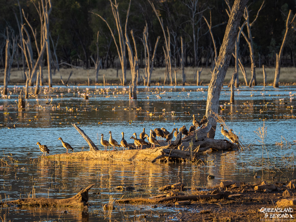 Birds at Lake Nuga Nuga