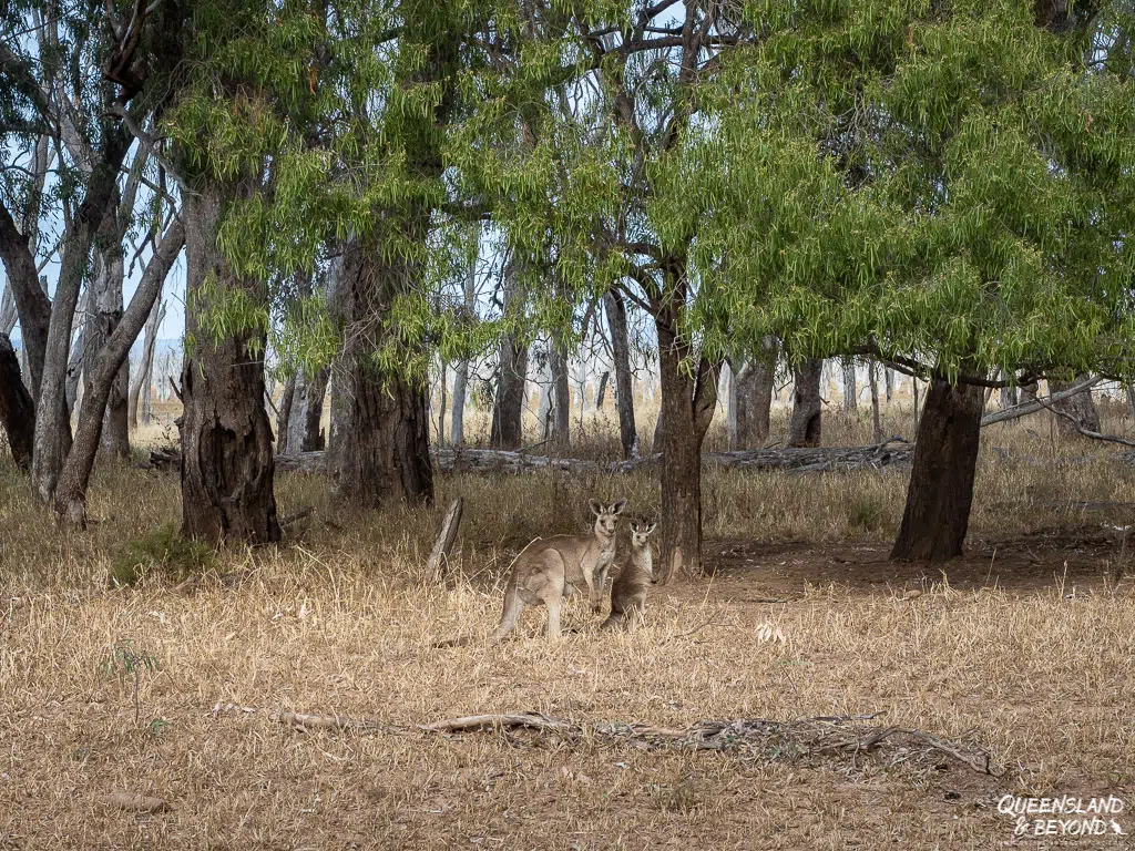 Kangaroos at Nuga Nuga National Park
