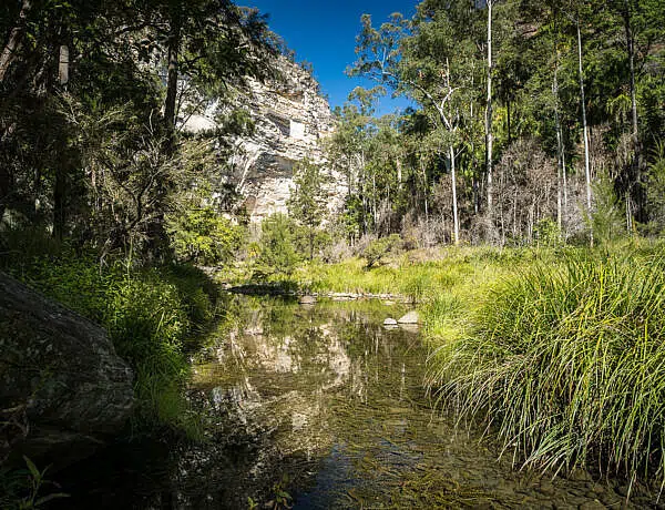 The clear, reflective Carnarvon Creek flowing past tall green grasses and palm trees, framed by a towering white sandstone cliff wall under a bright blue sky in Carnarvon Gorge.