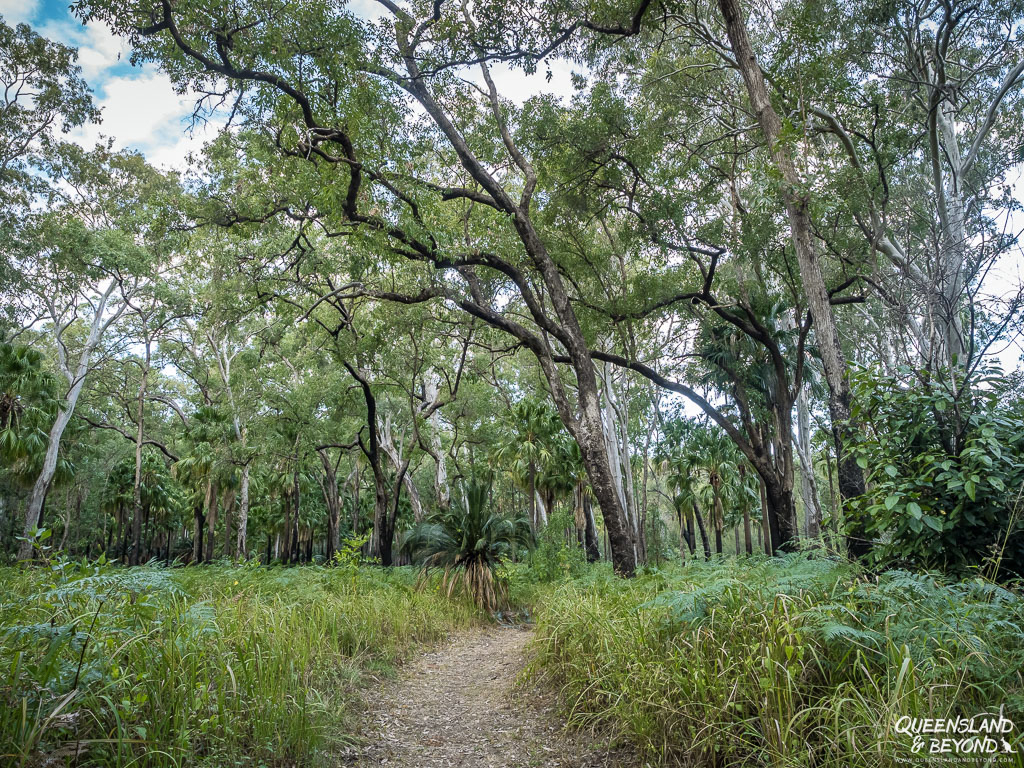 Along the Nature Trail, 
Carnarvon Gorge, Carnarvon National Park