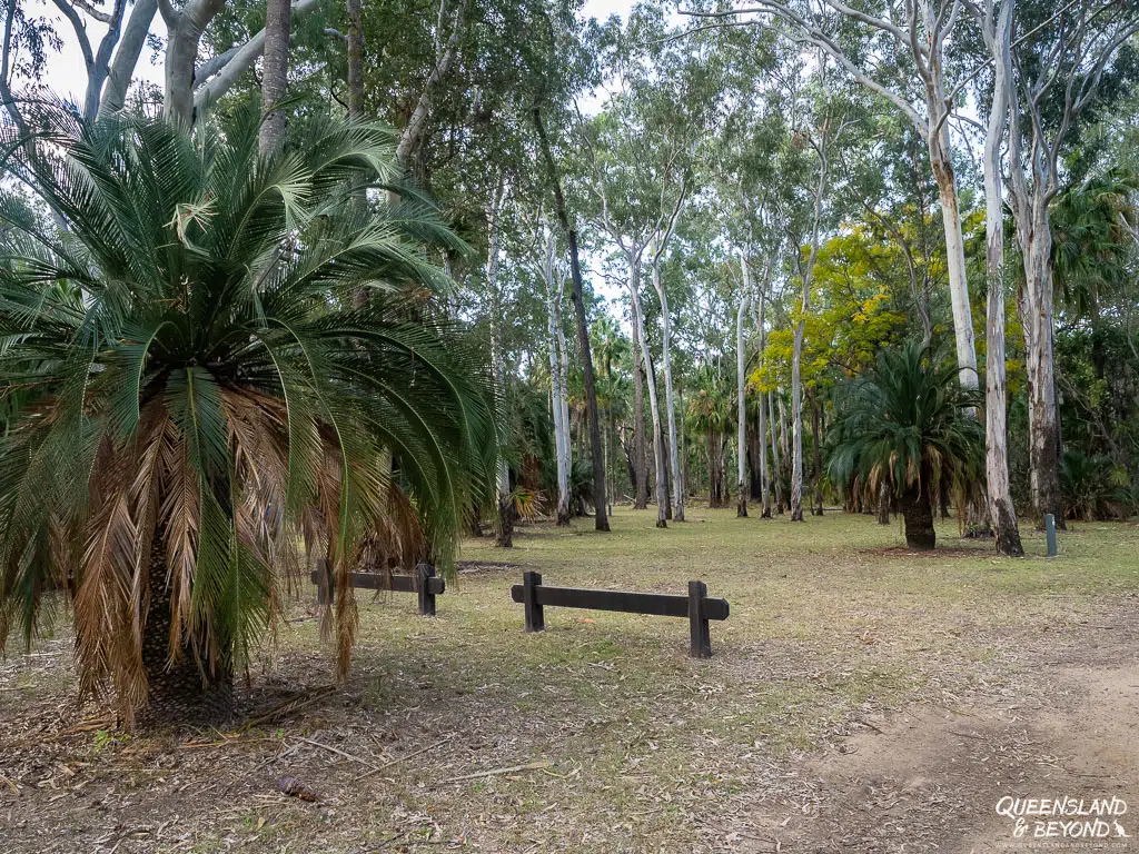 Camping at Carnarvon Gorge, Carnarvon National Park