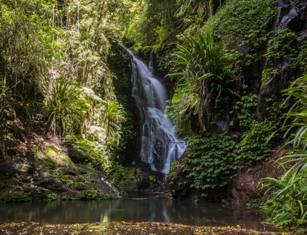 Elabana Falls cascading through dense sub-tropical rainforest on the Toolona Creek Circuit, one of the premier Lamington National Park walks at Green Mountains.