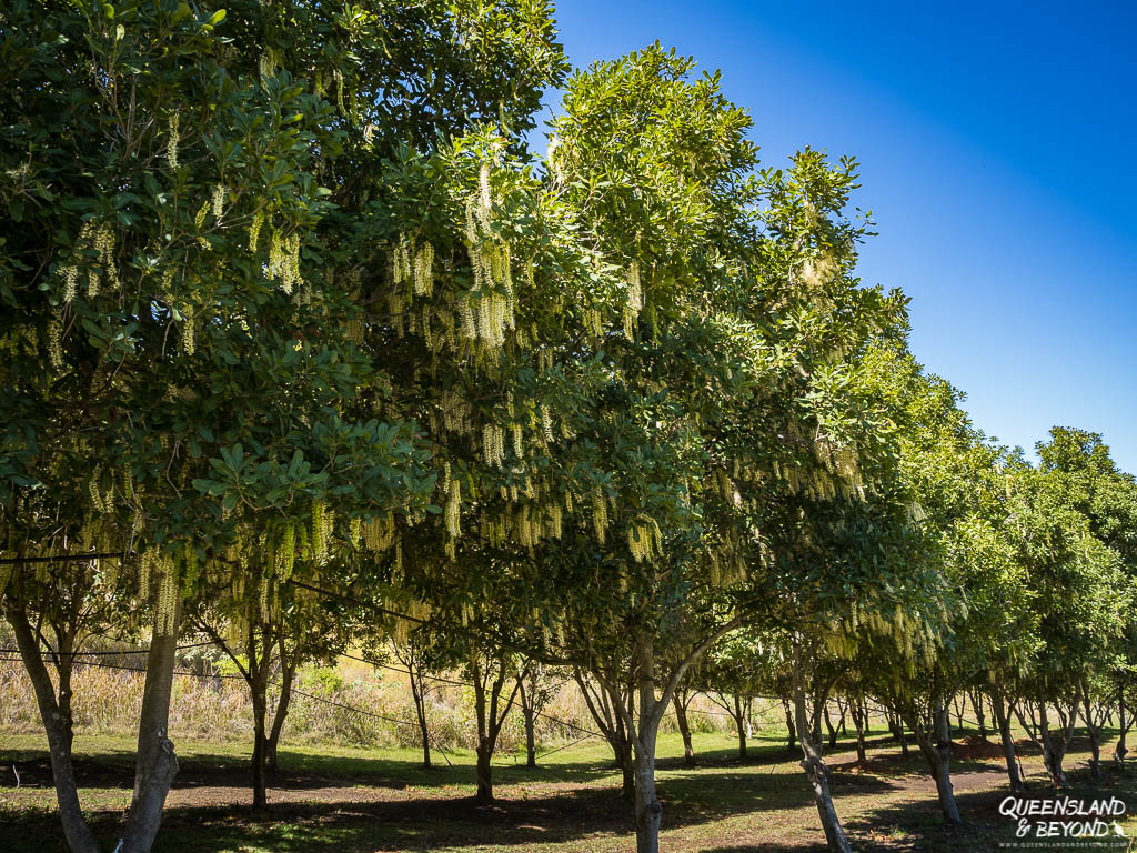 Macadamia trees at Greenlee Farm