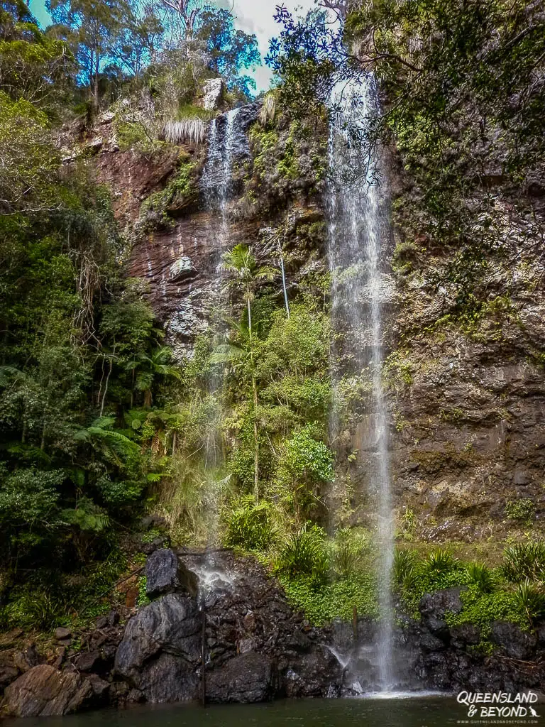 The base of Twin Falls in Springbrook National Park, showing the water cascading over a tiered, dark rhyolite rock face. Subtropical ferns, palms, and dense rainforest vegetation surround the falls, highlighting the damp, shaded environment at the bottom of the canyon.