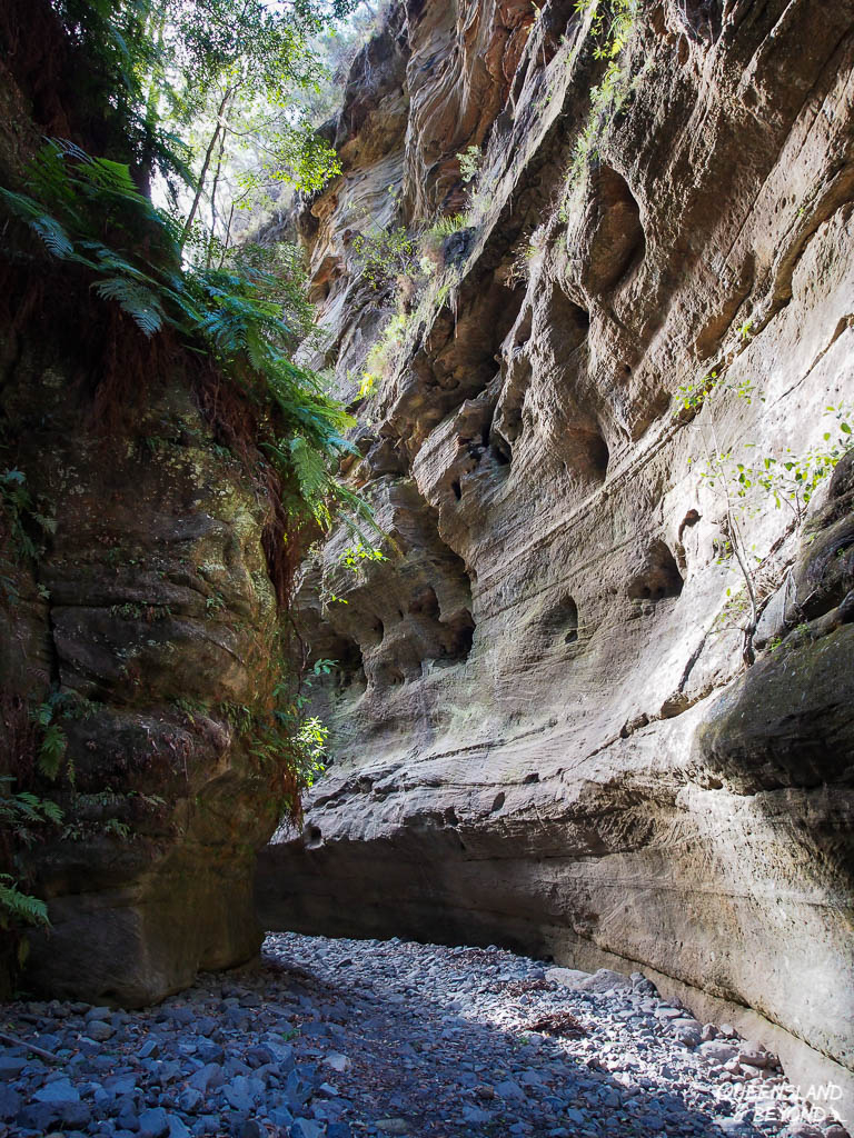 Carnarvon Gorge – When the Cat's Away…