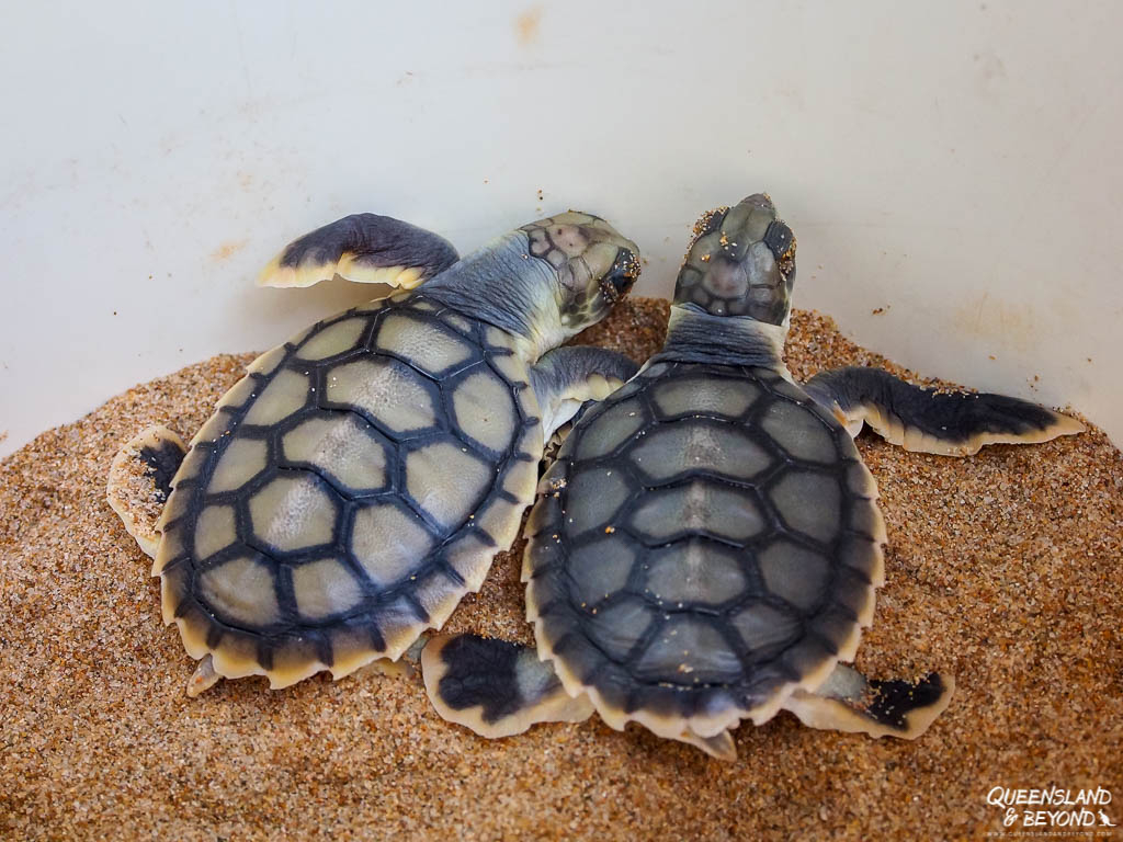 Baby turtles at Deepwater National Park