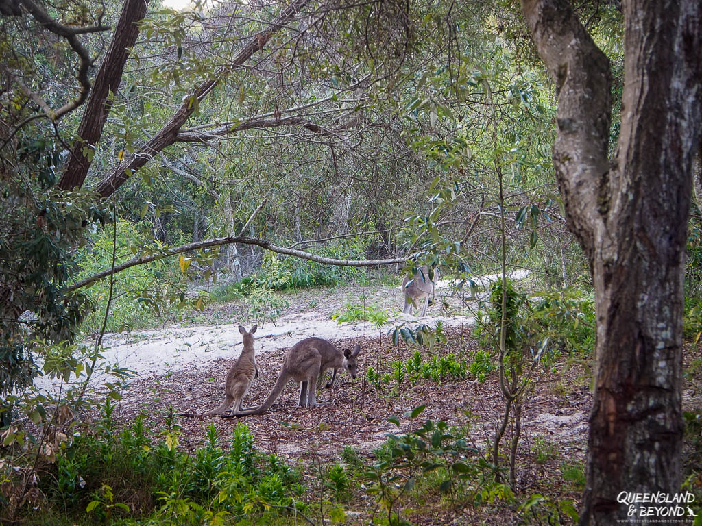 Kangaroos in Bribie Island National Park