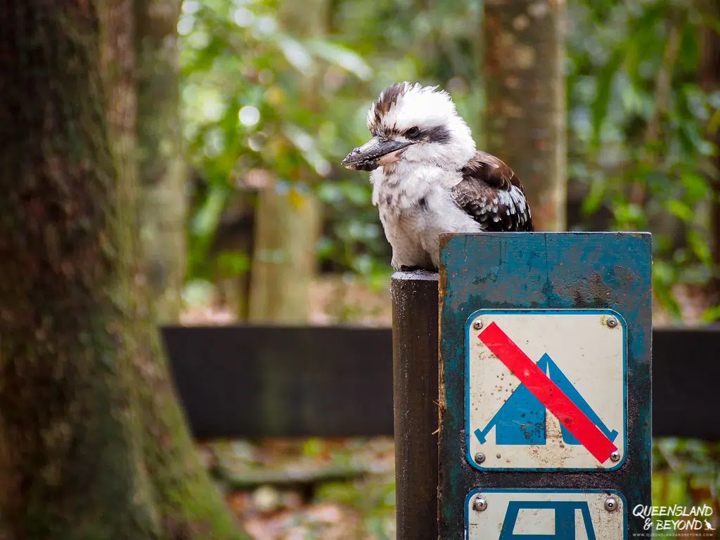 Kookaburra, Fraser Island