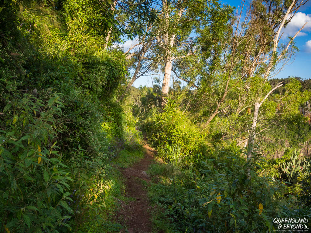 Hiking track, Bunya Mountains National Park