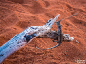 Lizard, Northern Territory