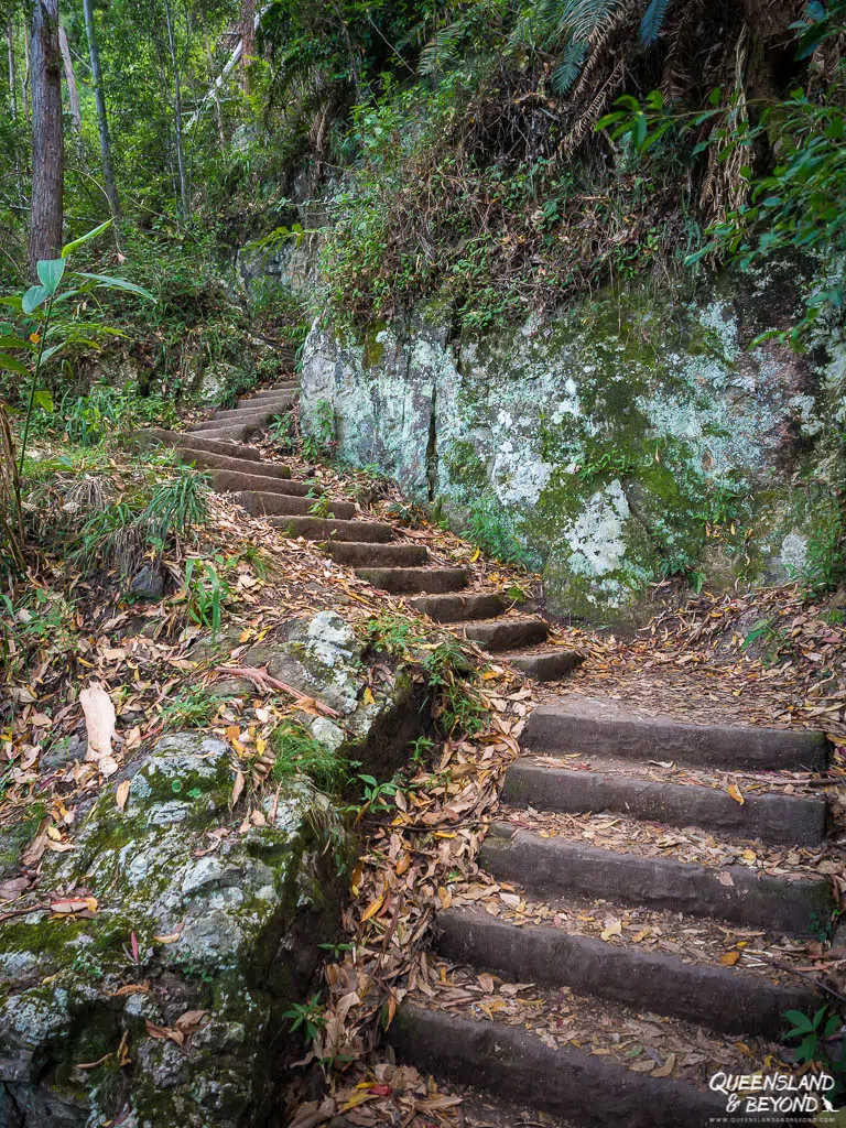A steep section of the Purling Brook Falls walking track consisting of weathered stone steps cut into the side of a mossy rock face. Fallen leaves cover the path, illustrating the damp, shaded conditions of the rainforest descent.