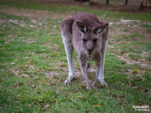 Kangaroo at Girraween National Park